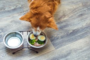 犬の手作り食